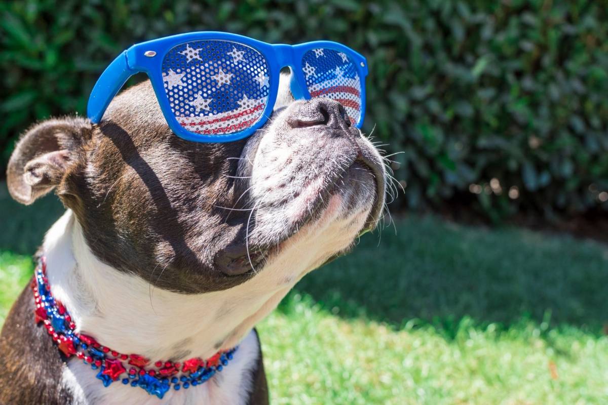 Fourth of July Doggo