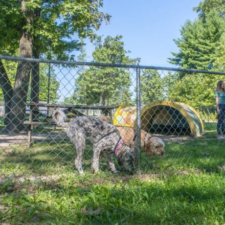 Dog Park