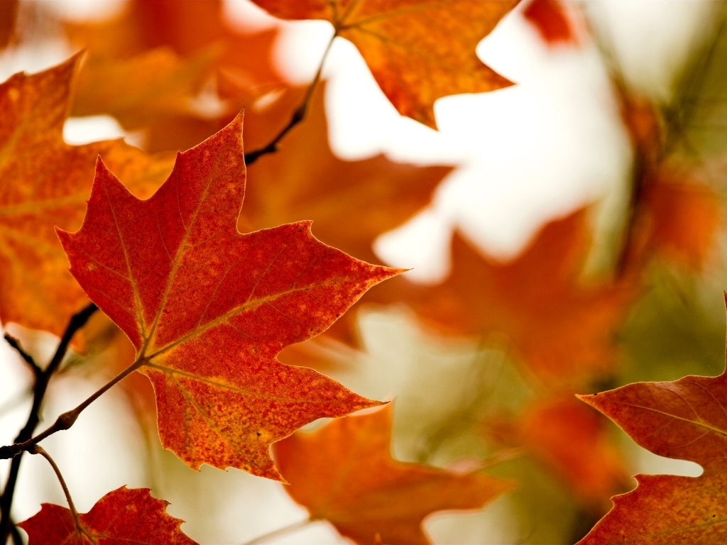 fall leaves