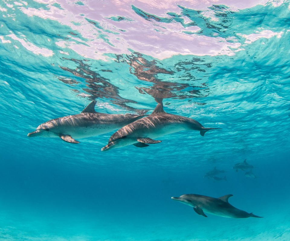 under sea